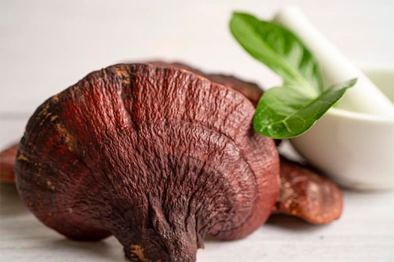 la-mandraula-ganodrema_0000_01