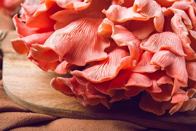 la-mandraula-rosa_0000_01